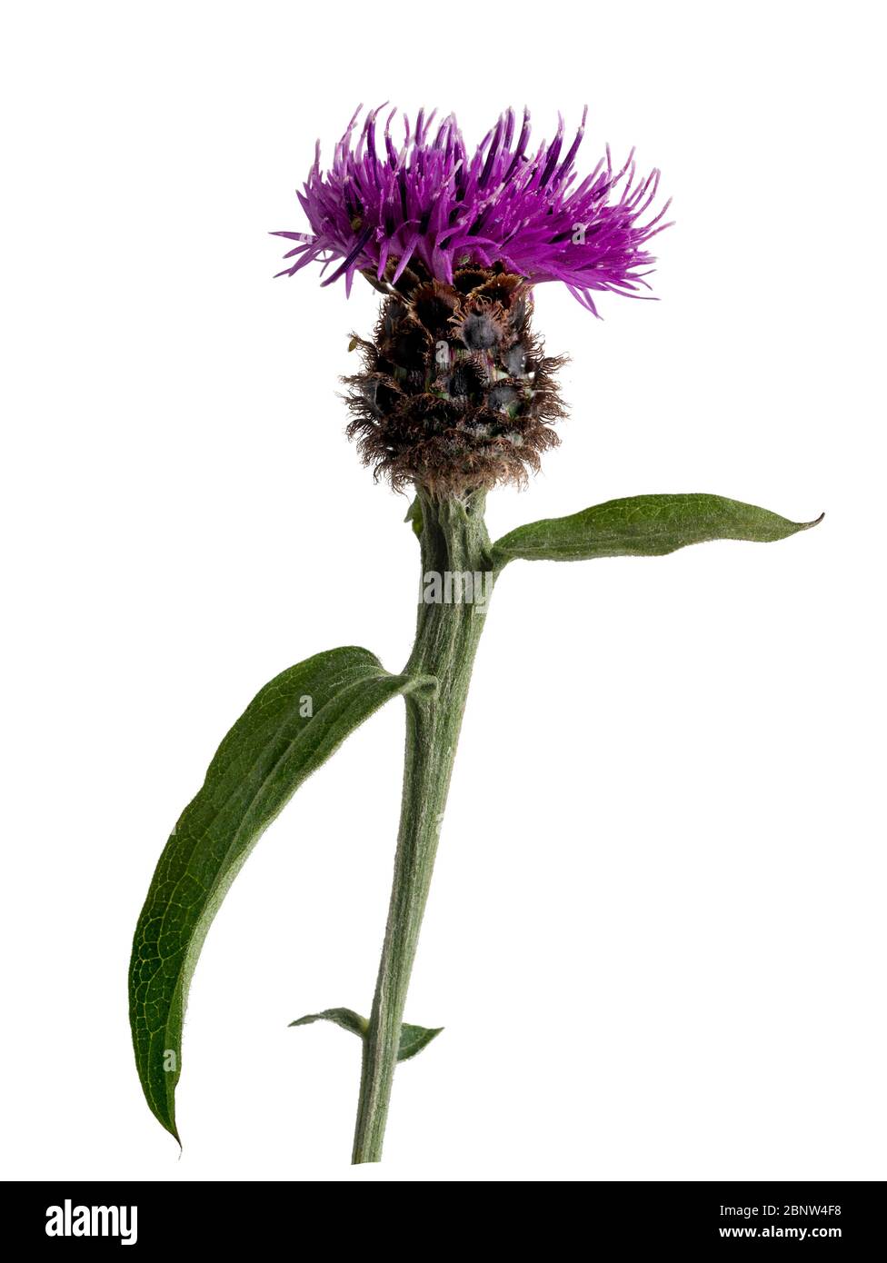 Blume von unrayed Form von schwarzem Knapweed, Centaurea nigra, eine Sommer blühende UK Wildblume, auf einem weißen Hintergrund Stockfoto