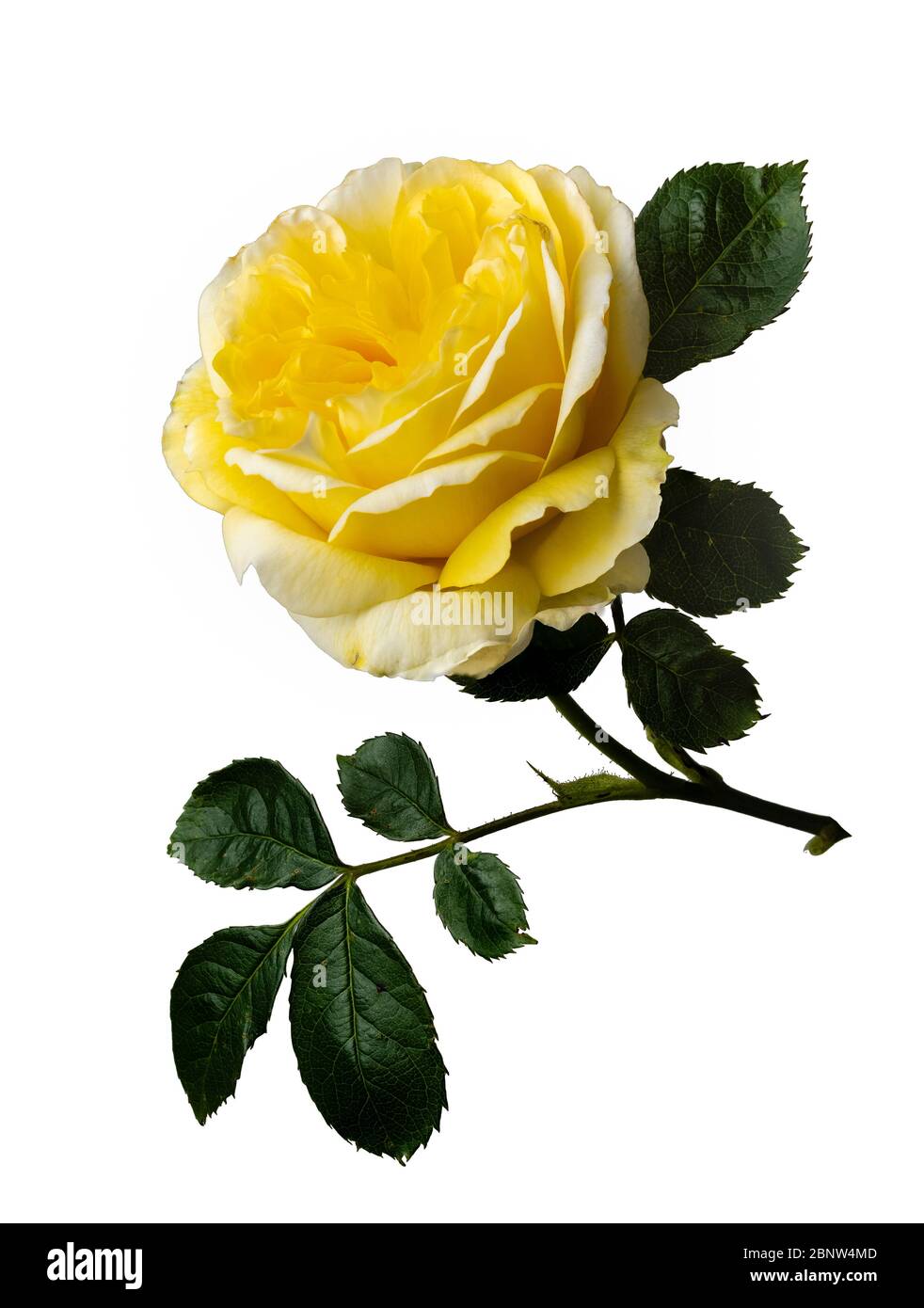 Einzelne Blume und Blätter der englischen Rose von David Austin, Rosa ;Graham Thomas' auf weißem Hintergrund Stockfoto