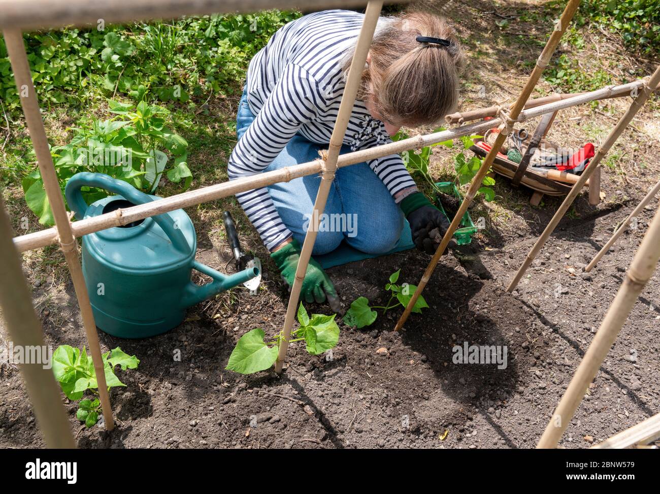 Reading UK 16 Mai Nachdem die englischen Gartencenter am vergangenen Mittwoch eröffnet wurden, zusammen mit der Aufhebung der Beschränkungen für die Sperrung, gibt es jetzt Gärtnern ,eine Chance, Laufbohnen zu kaufen und auszupflanzen.(in Großbritannien gibt es rund 27 Millionen Menschen, die an der Gartenarbeit teilnehmen Stockfoto