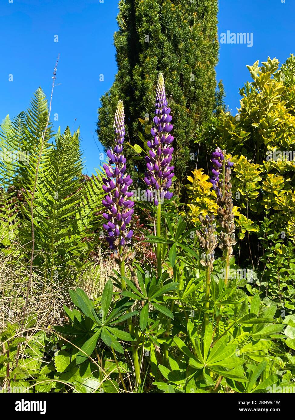Blick auf isolierte lila Lupinen und adler Farne im deutschen Garten Stockfoto