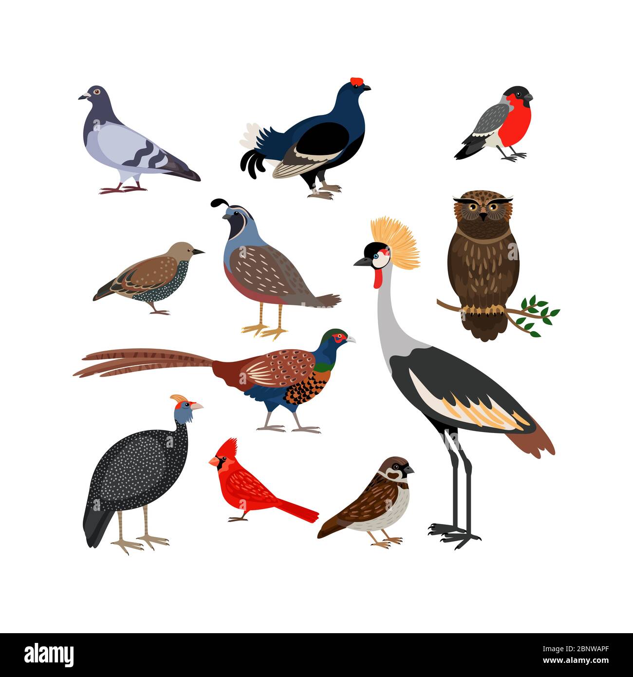 Vektorvogel isolierte Symbole. Eule und Fasan, Gimpel und Kran Stock Vektor