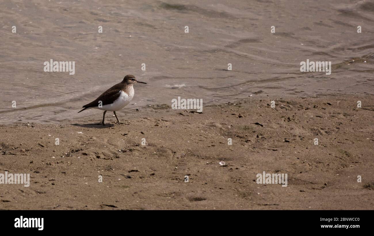 Kentish Plover Charadrius alexandrinus am haringvliet bei stellendam Stockfoto