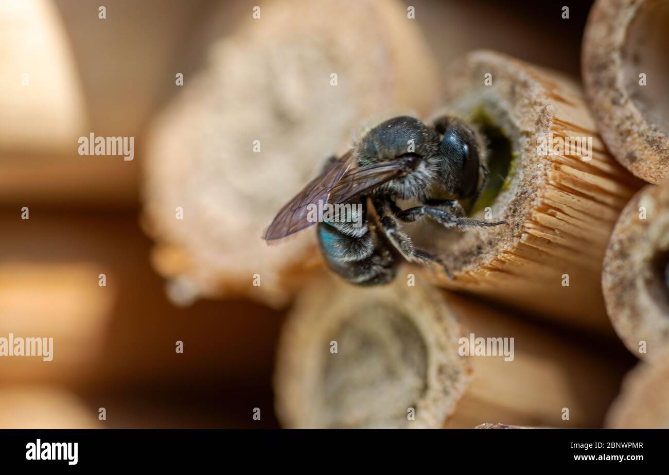 Nahaufnahme einer wilden Biene Stockfoto