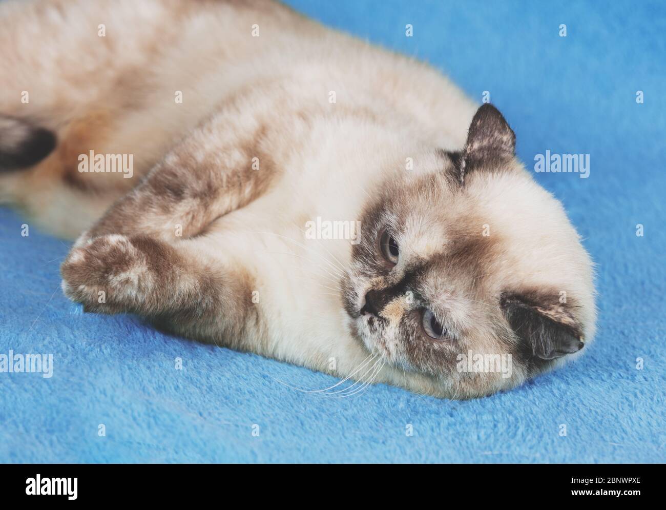 Süße Katze auf einer blauen Decke liegend Stockfoto