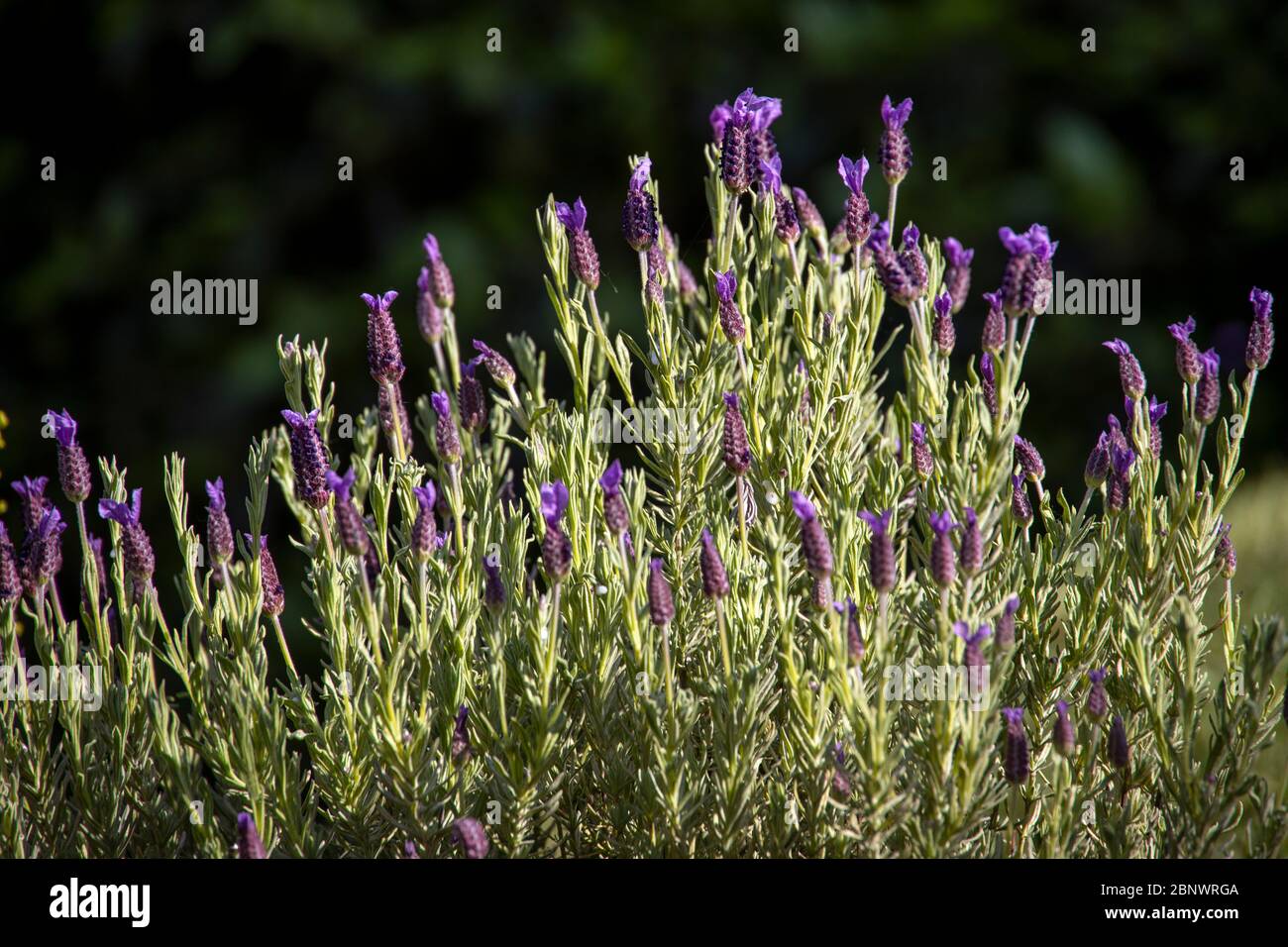 Französischer Lavendel Stockfoto