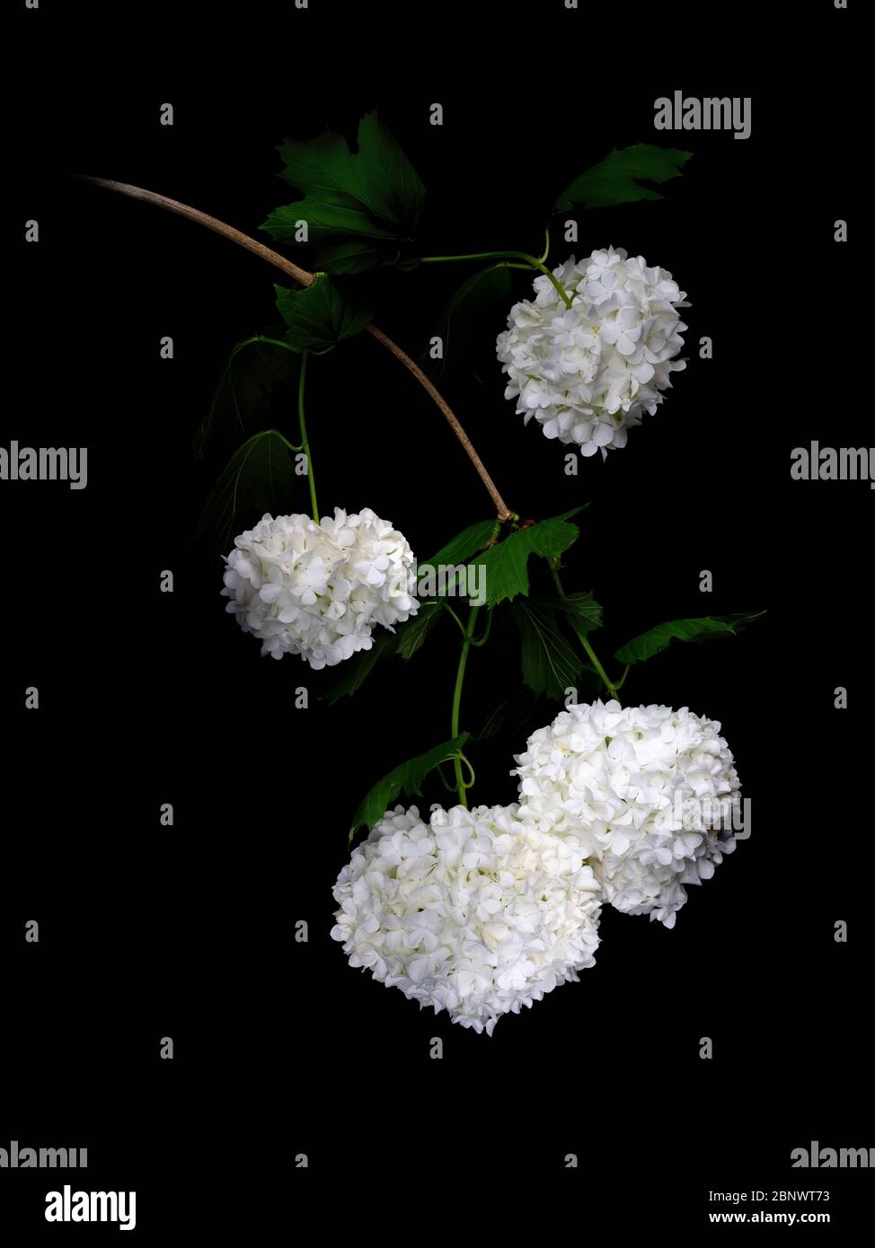 Viburnum opulus aka Schneeballbaum, Guelder Rose. Licht auf schwarzem Hintergrund gemalt. Wunderschöne Kunstwerke. Stockfoto