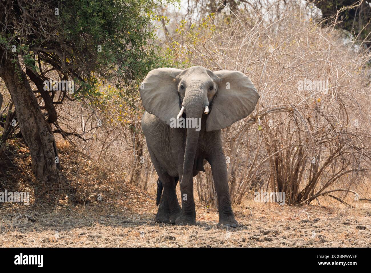 Elefanten im South Luangwa National Park, Sambia Stockfoto