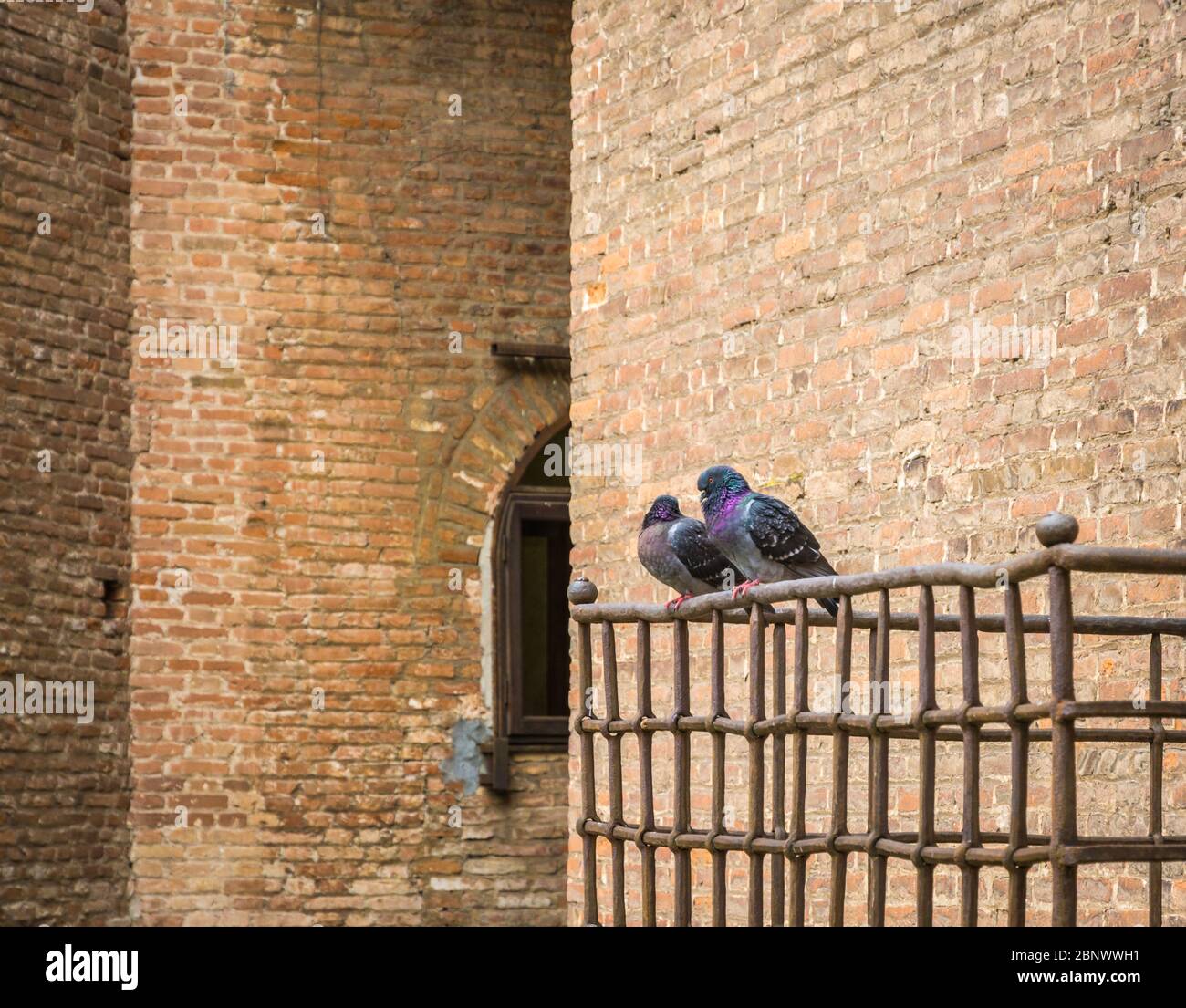 Ein Paar Tauben aus gewöhnlichem Holz (Columba palumbus) auf dem Balkon von Castelvecchio in Verona, Norditalien Stockfoto