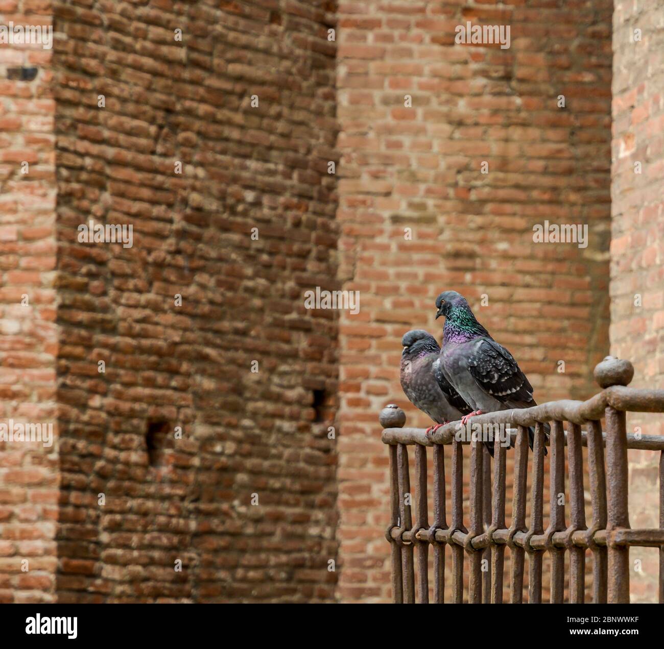 Ein Paar Tauben aus gewöhnlichem Holz (Columba palumbus) auf dem Balkon von Castelvecchio in Verona, Norditalien Stockfoto
