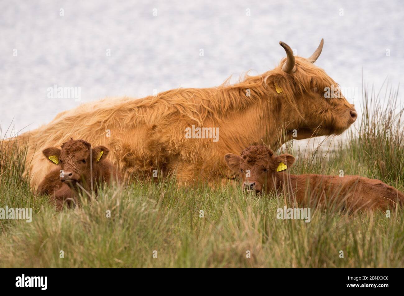 Loch Achray, Stirlingshire, Großbritannien. Mai 2020. Im Bild: Trotz eines mittlerweile toten Touristenhochburgen, Das Leben geht weiter, während neue, niedliche, kuschelige Hochlandkühe in den grünen Feldern am Ufer des Loch Achray ruhen, die normalerweise auf der sehr beliebten Heart 200 Route im Loch Lomond und im Trossachs National Park im Verkehr stehen. Die staatlichen Beschränkungen der Sperrung des Coronavirus (COVID19) haben die schottische Tourismusindustrie bis zum Zusammenbruch stark beeinträchtigt. Quelle: Colin Fisher/Alamy Live News Stockfoto