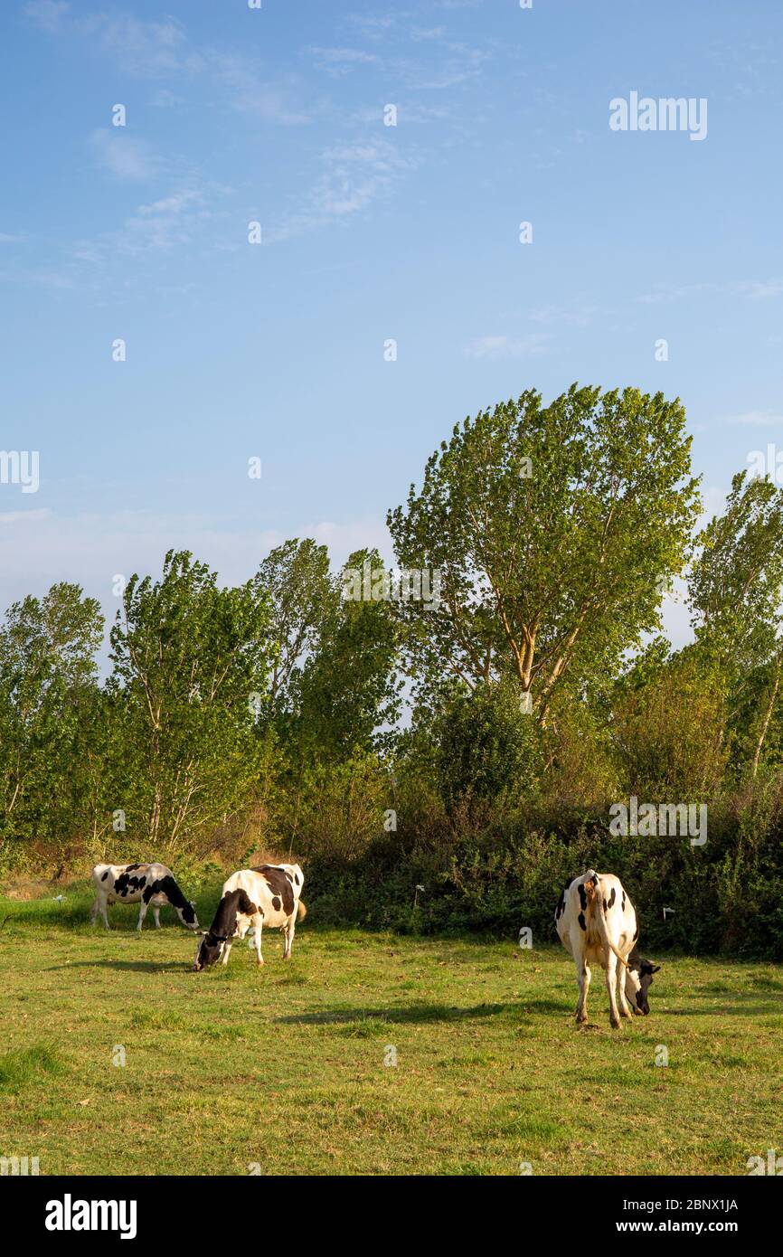 Kühe grasen auf der Wiese. Stockfoto