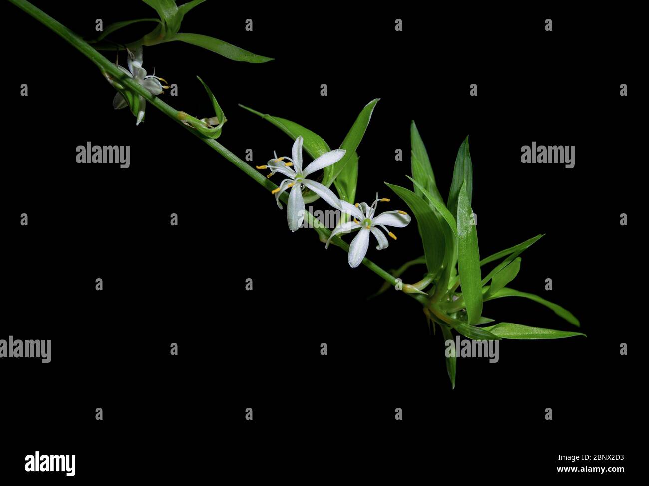 Zwei weiße chlorophytum comosum blüht in einem langen verzweigten Blütenstand. Jede Blume hat sechs dreigeägige Tepale. Alles auf schwarzem Hintergrund Stockfoto