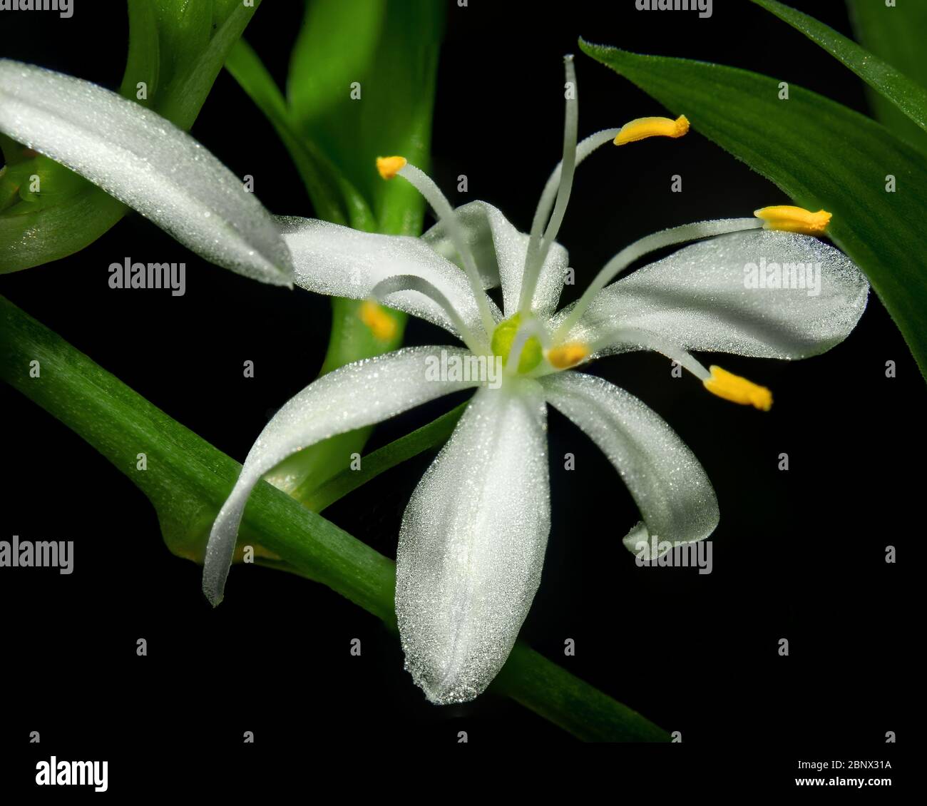 Eine weiße chlorophytum comosum Blume in einem verzweigten Blütenstand. Jede Blume hat sechs dreigeägige Tepale. Alles auf schwarzem Hintergrund Stockfoto