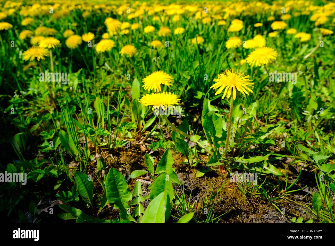 Löwenzahn Blume im Fokus mit Feld von Blumen im Hintergrund Stockfoto