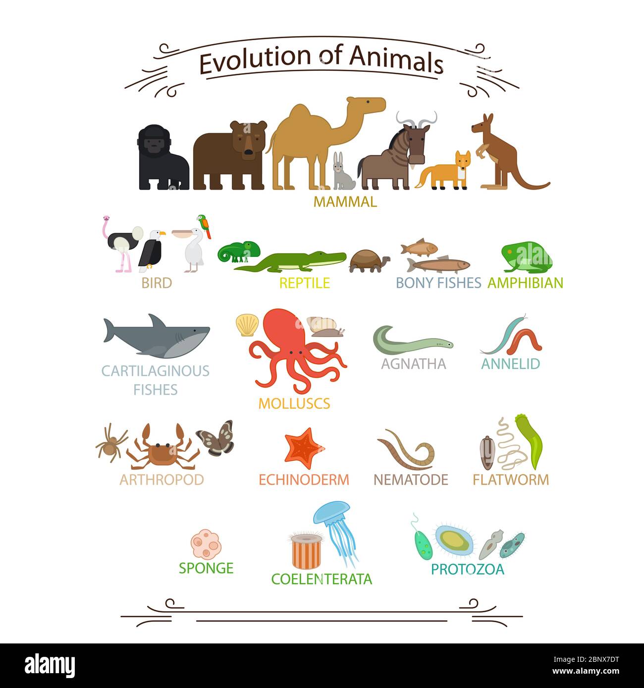 Biologische Evolution Tiere. Bunte Symbole mit Zeichen auf weißem Hintergrund Vektor-Illustration Stock Vektor