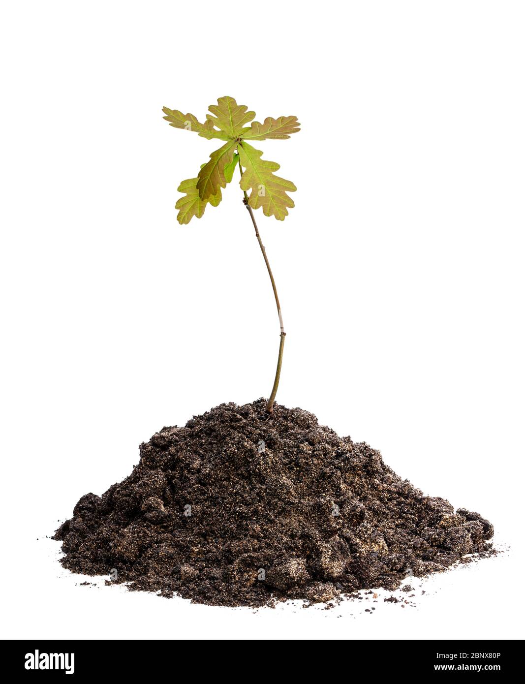 Baby-Eiche-Baum Pflanze in Erde isoliert auf weiß Stockfoto