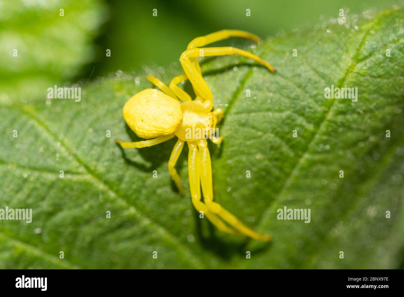 Gelbe Krabbenspinne (Misumena vatia) auf einem Brombeblatt im Mai, Großbritannien Stockfoto