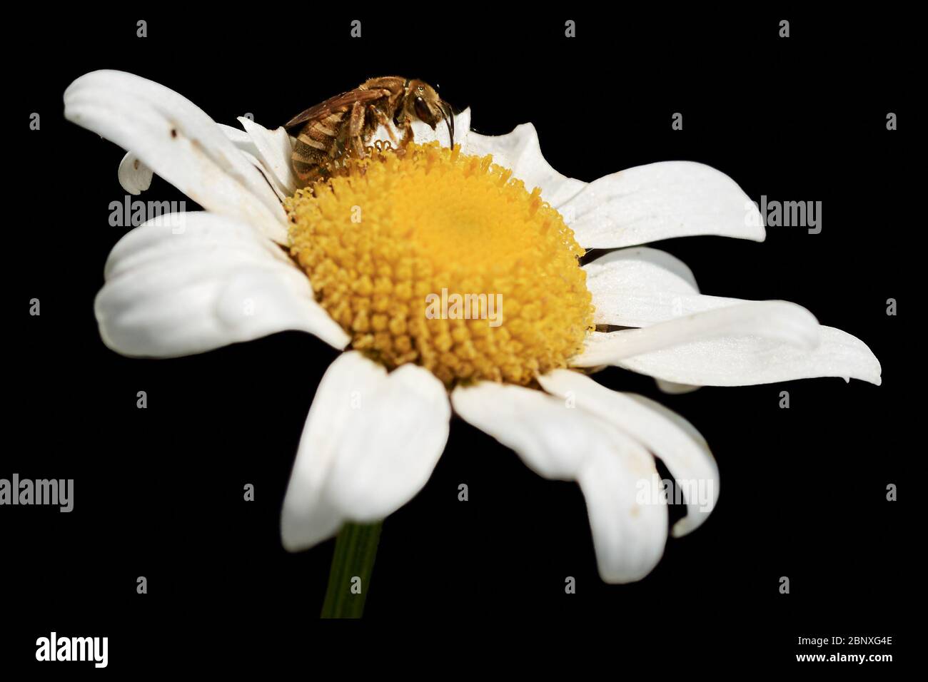 Honigbiene sammelt Nektar auf einer Gänseblümchen, die auf Schwarz isoliert ist Stockfoto