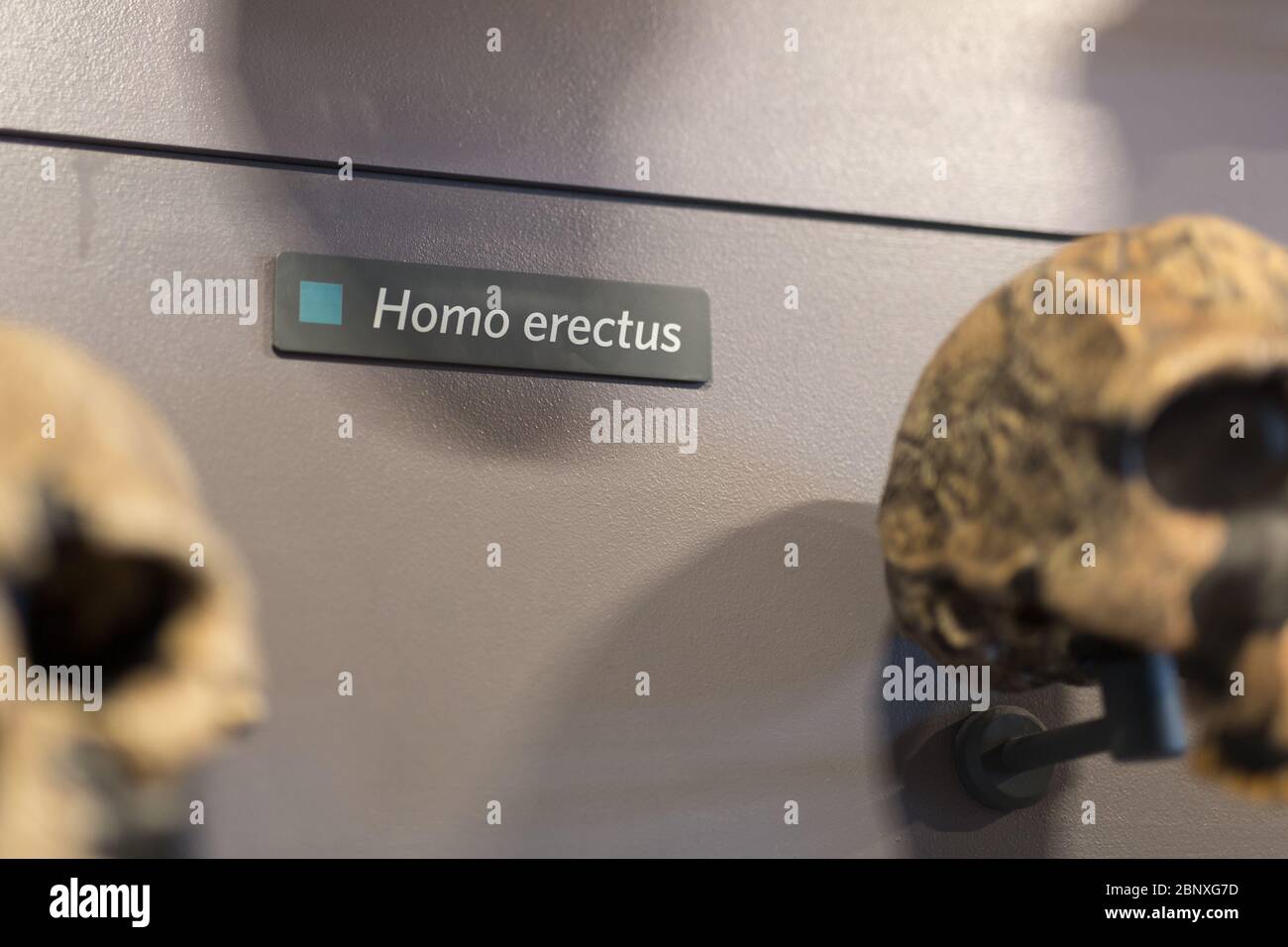 Rekonstruktion eines menschlichen Schädels Prähistorischer Zeit. Stockfoto