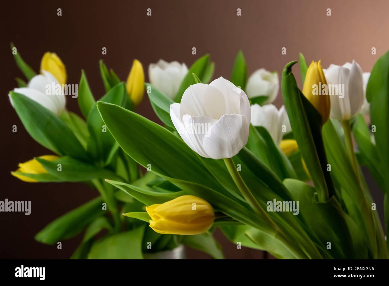 Postkarte von Blumen für Frauen auf Feier. Muttertag, internationaler Frauentag, Geburtstag... Stockfoto