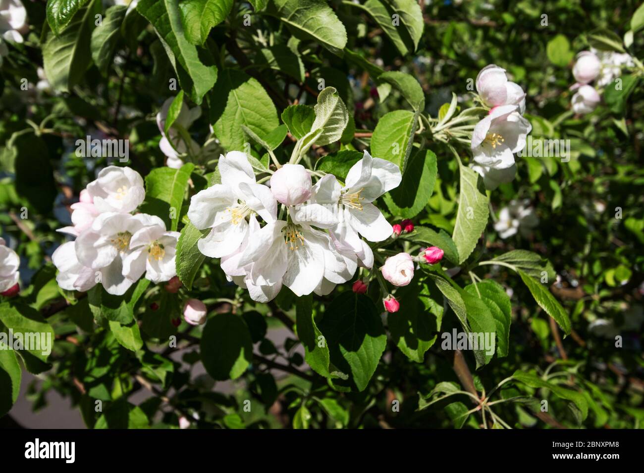 Blutenzweig Mit Weissen Schonen Blumen In Einem Garten Fruhlingssaison Tapete Stockfotografie Alamy