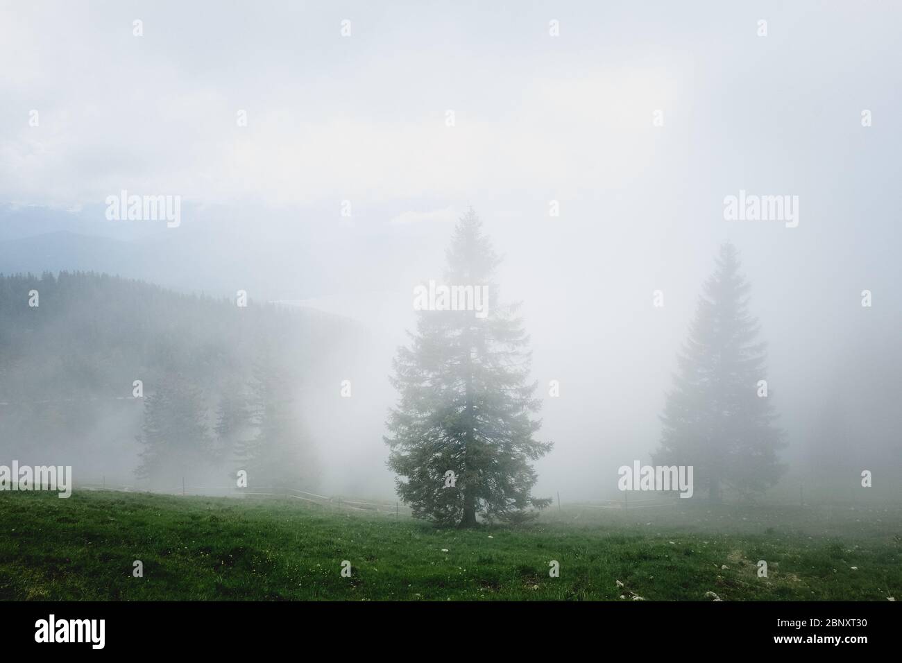 Mythisch erscheinende Fichten, die in Nebel gehüllt sind Stockfoto