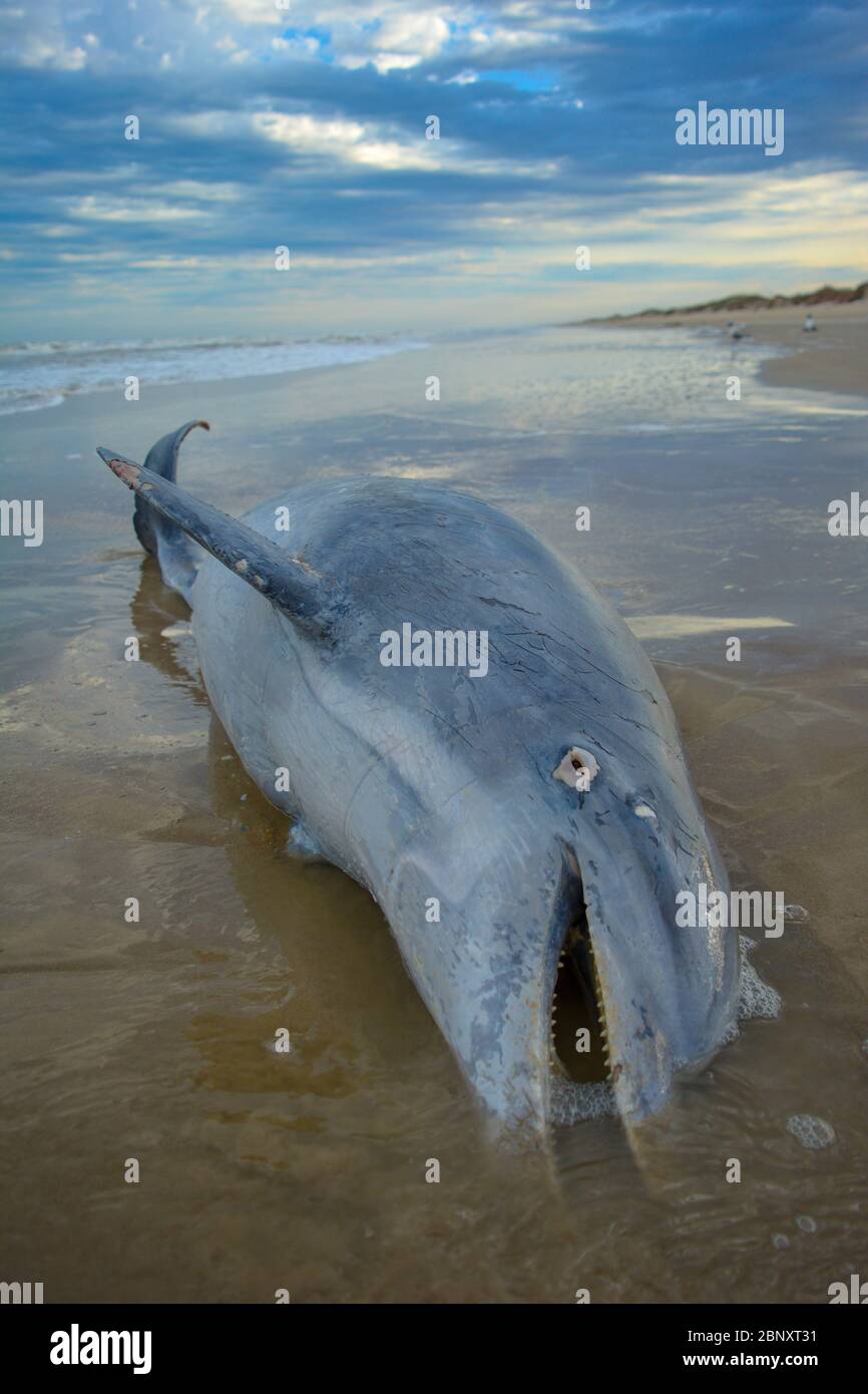 Leiche eines Delphins an einem Strand im South Padre Island Nationalpark in Texas, USA. Meerestiere, die durch illegale Fischfang Wilderer oder durch Verschmutzung getötet wurden Stockfoto