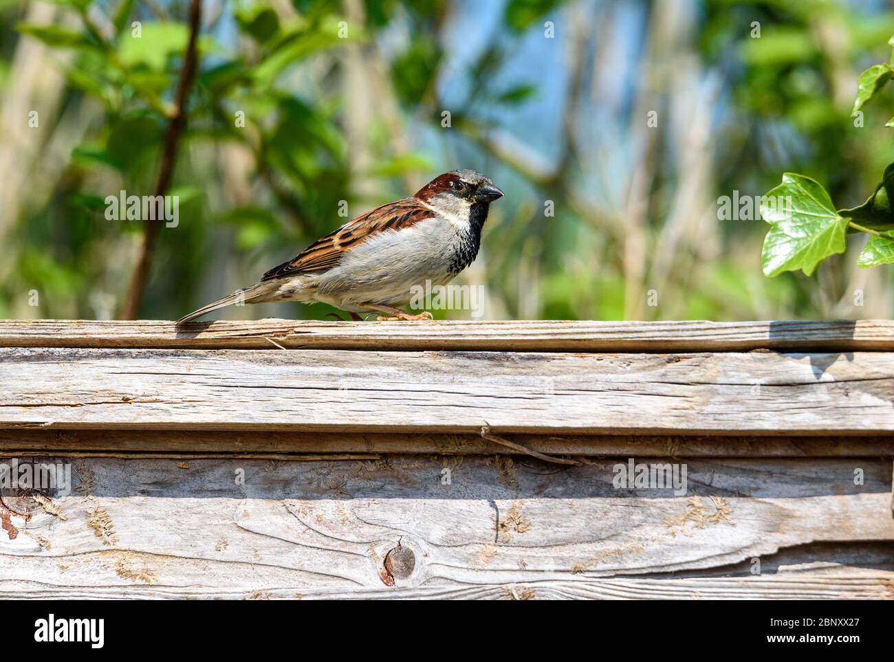 Ein männlicher Sperling aus dem Haus des Gemeinsames, der auf einem Holzzaun thront Stockfoto