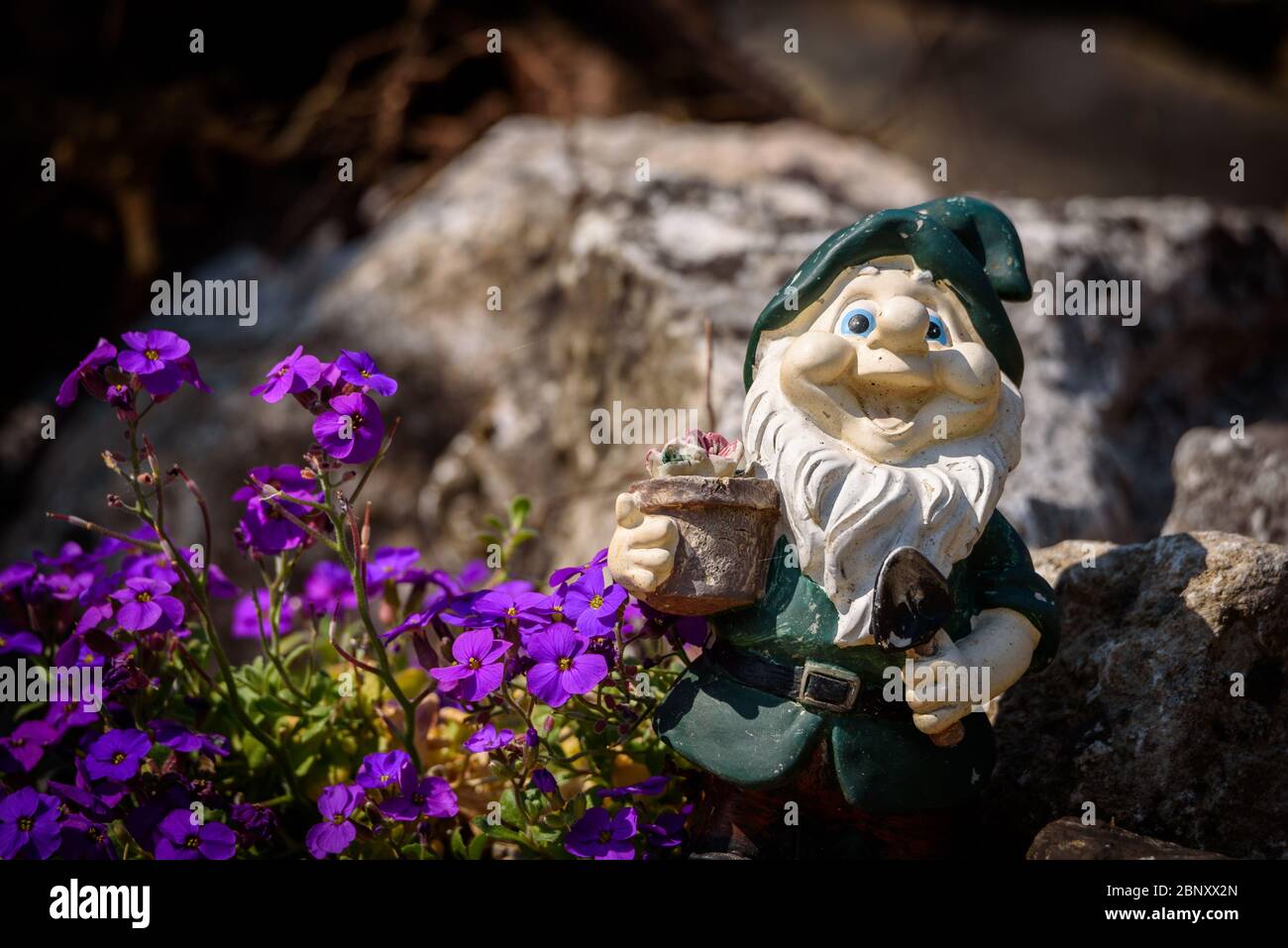 Ein glücklicher Gartengnome steht neben einer lila blühenden Pflanze, Kopierraum oben und links. Stockfoto