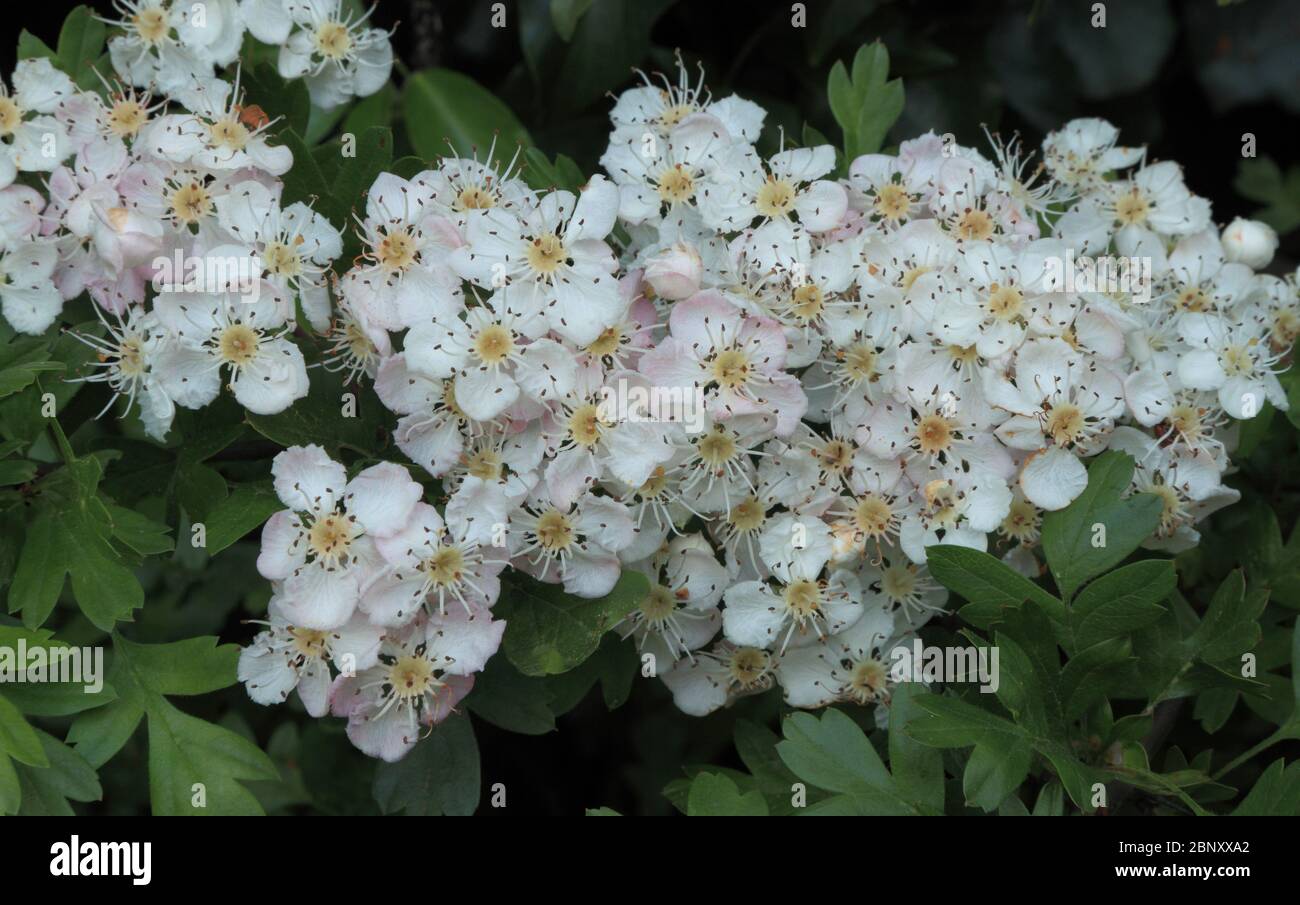 Crataegus monogyna, weiße Blüten, Maienblüte, Weißdorn, duftend Stockfoto