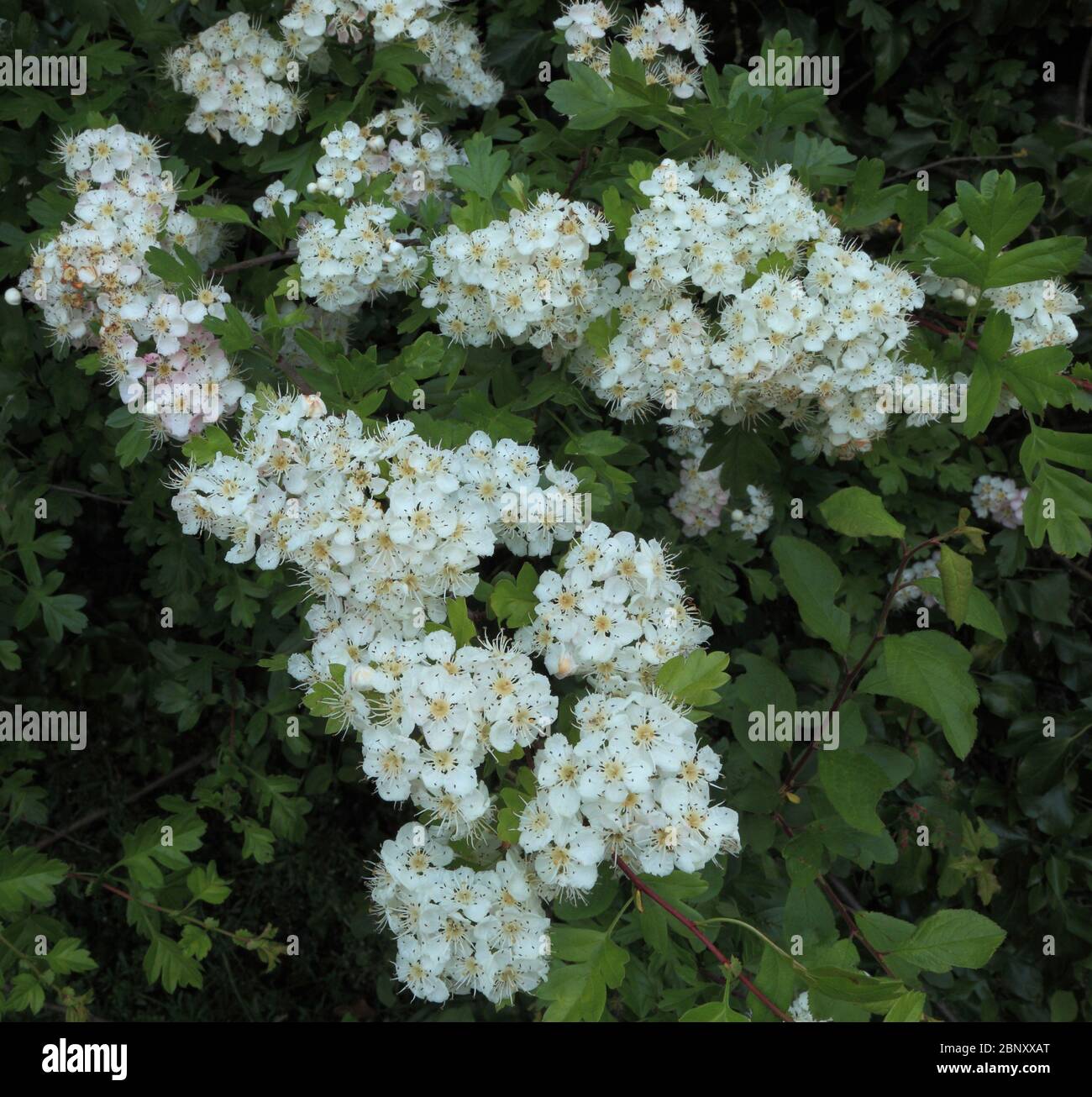 Crataegus monogyna, weiße Blüten, Maienblüte, Weißdorn, duftend Stockfoto