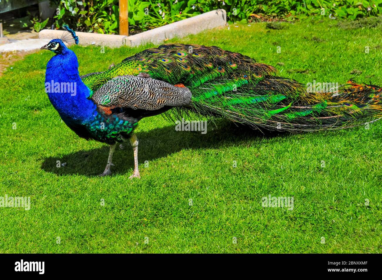 Irish Peacock im Garten nördlich von Dublin Stockfoto