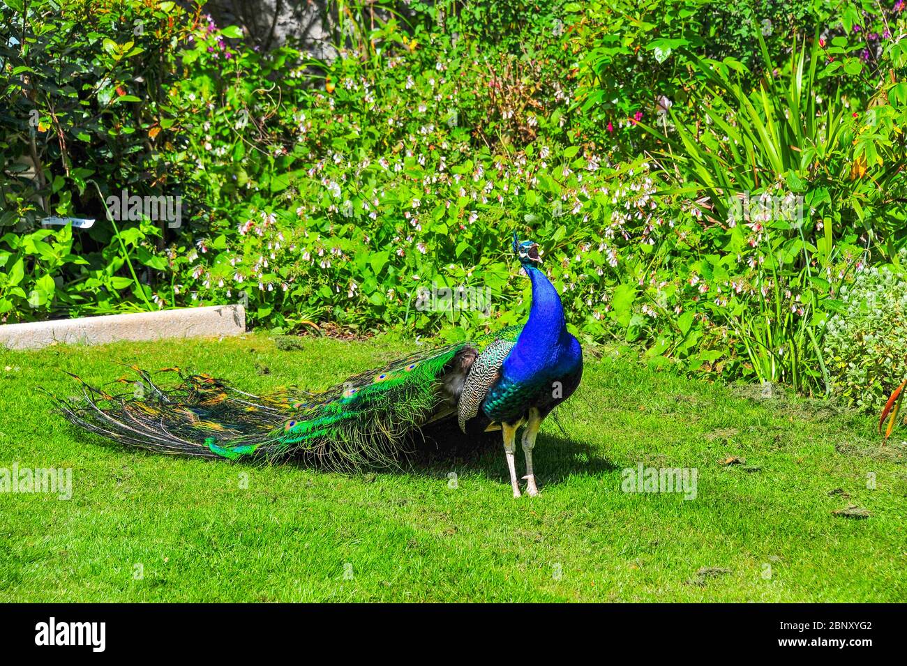 Irish Peacock im Garten nördlich von Dublin Stockfoto