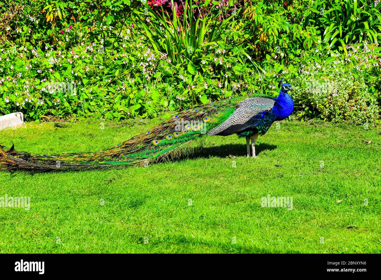 Irish Peacock im Garten nördlich von Dublin Stockfoto