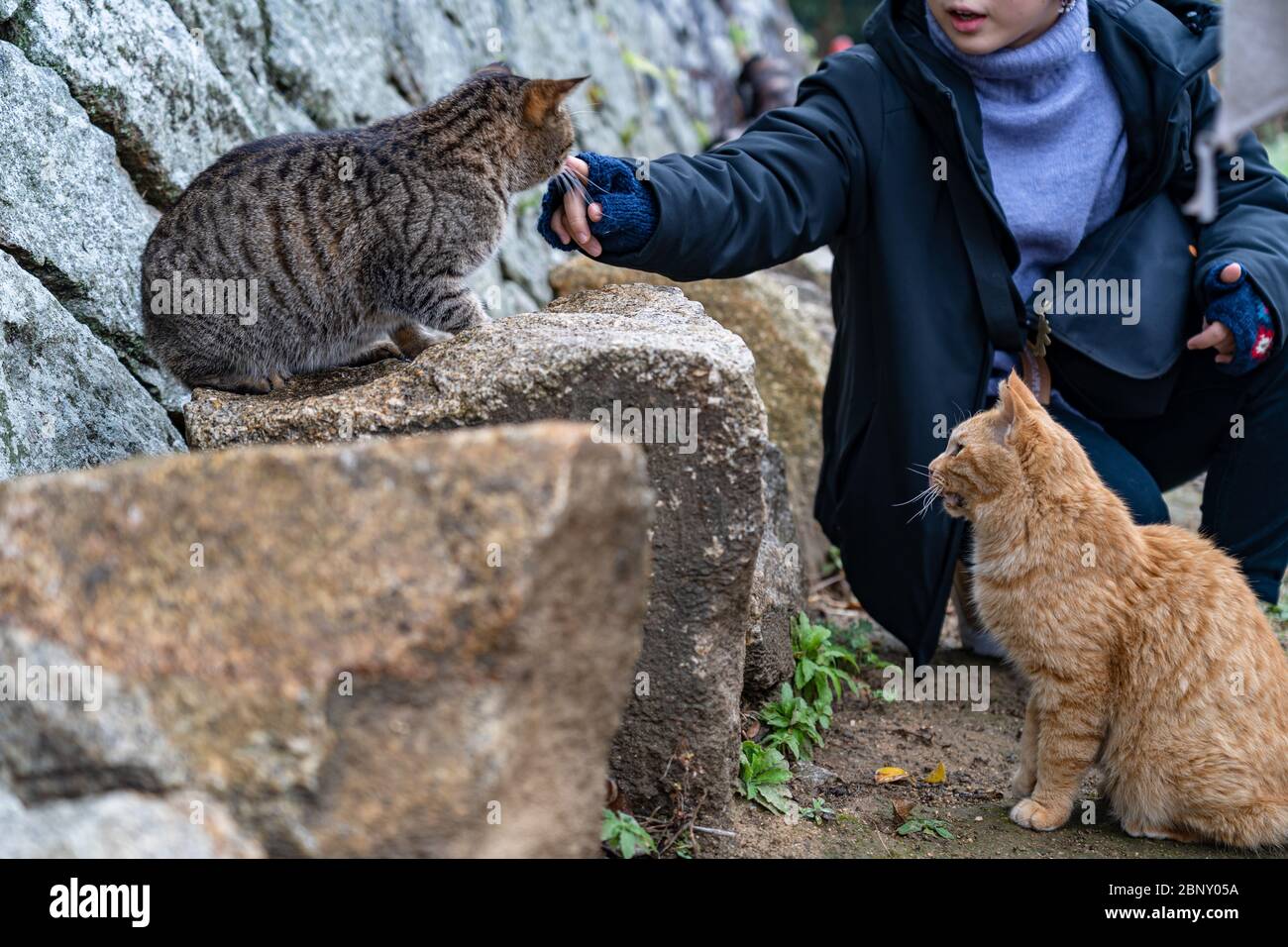 Neko-no-Hosomichi Cat Alley in Onomichi City. Besucher füttern und spielen hier mit Katzen. Präfektur Hiroshima, Japan Stockfoto