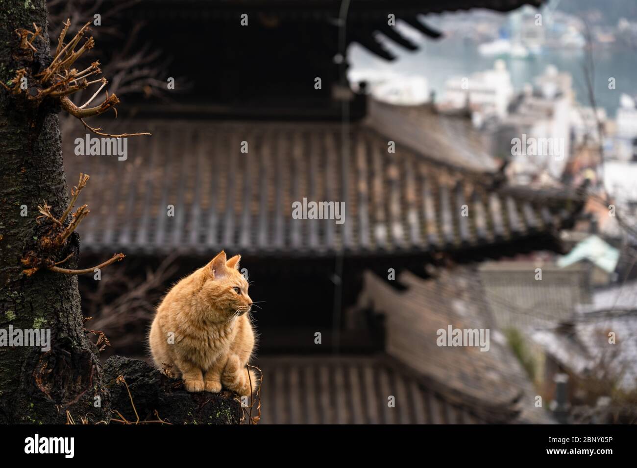 Neko-no-Hosomichi Cat Alley in Onomichi City. Viele Katzen finden sich in dieser traditionellen japanischen Straße. Präfektur Hiroshima, Japan Stockfoto