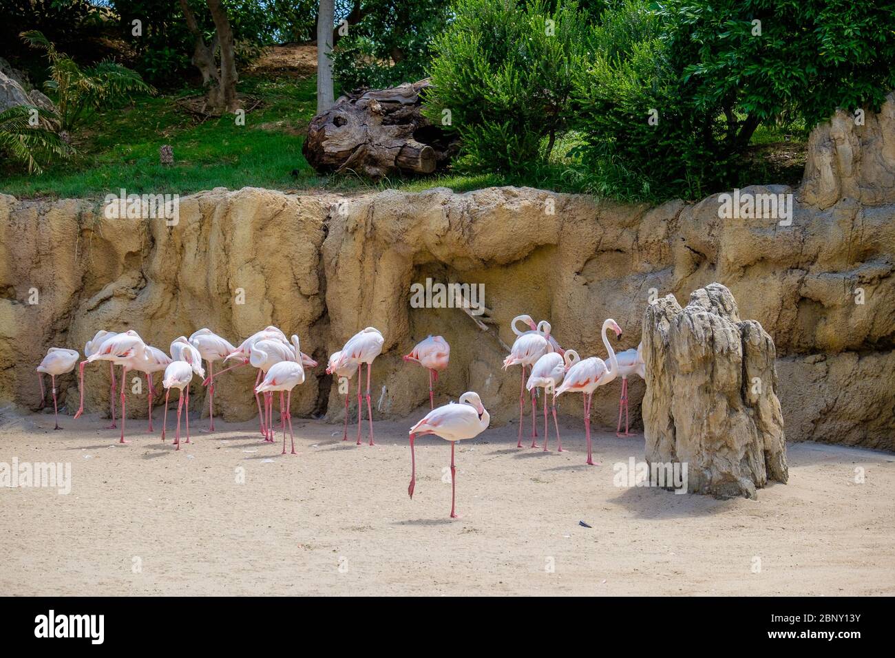 Flamingos sind eine Art waten Vogel in der Familie Phoenicopteridae, die einzige Familie in der Ordnung Phoenicopteriformes. Stockfoto