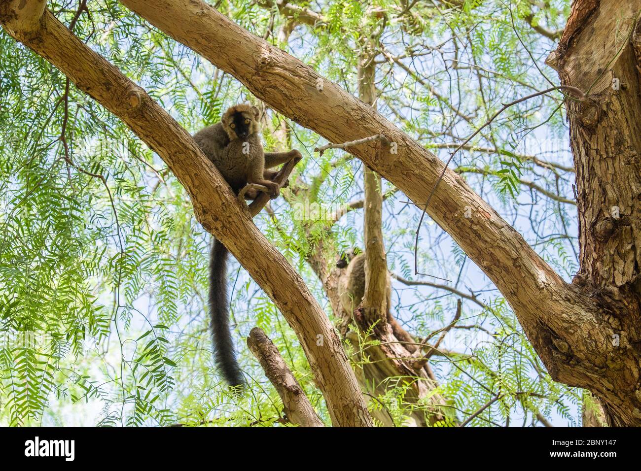 Lemuren sind eine Primatinfraordnung der Unterordnung der Strepsirrhini, endemisch in Madagaskar. Stockfoto