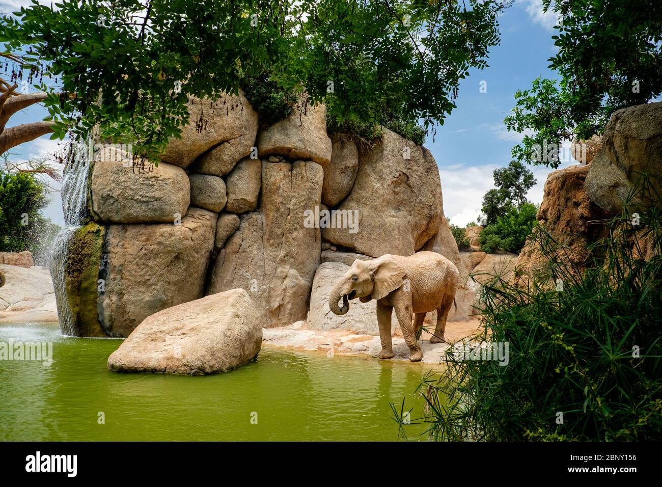 Der afrikanische Savannenelefant ist einer der drei Vertreter der Elephantine-Familie, der einzige Überlebende des Proboscidati-Ordens. Zusätzlich Stockfoto