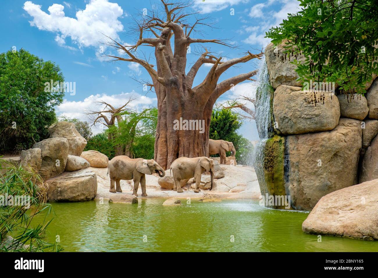 Der afrikanische Savannenelefant ist einer der drei Vertreter der Elephantine-Familie, der einzige Überlebende des Proboscidati-Ordens. Zusätzlich Stockfoto