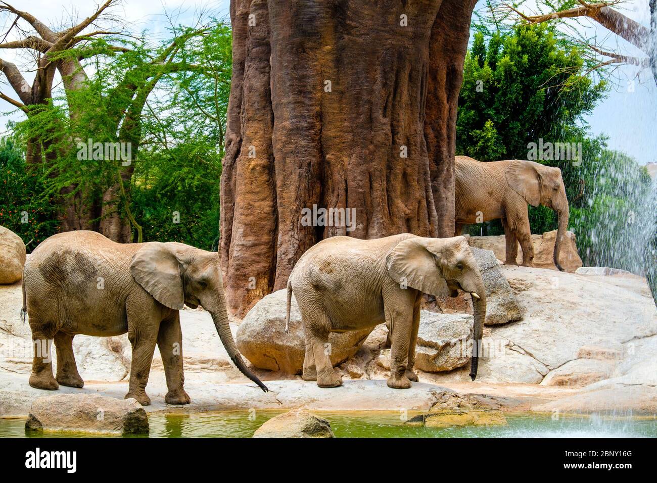 Der afrikanische Savannenelefant ist einer der drei Vertreter der Elephantine-Familie, der einzige Überlebende des Proboscidati-Ordens. Zusätzlich Stockfoto