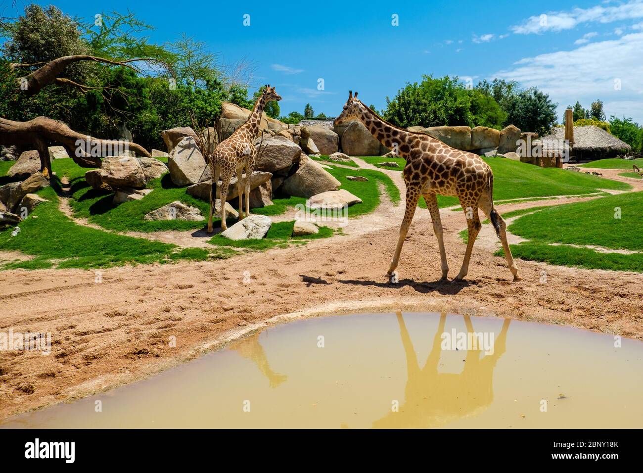 Die Giraffe ist eine Gattung von afrikanischen Artiodaktylsäugern, zu denen vier Arten gehören; sie ist das höchste lebende Erdtier, sowie das größte Stockfoto