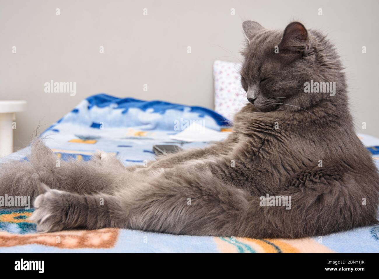 Flauschige graue Katze schläft auf dem Bett sitzen wie ein Mann Stockfoto