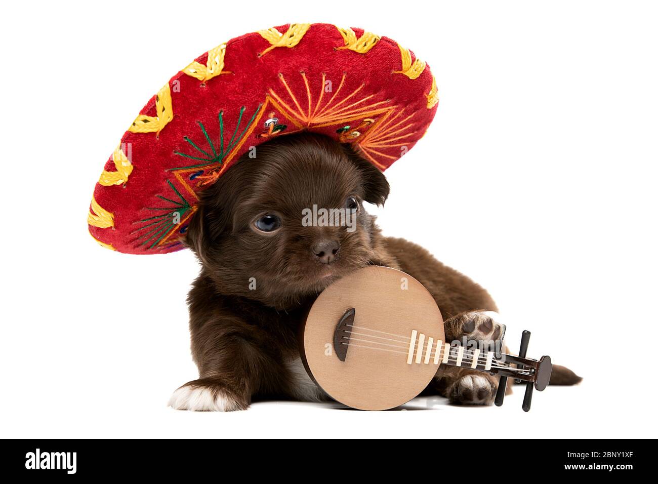 Niedlicher Chihuahua Welpe in einem Sambrero und mit Maracas. Stockfoto