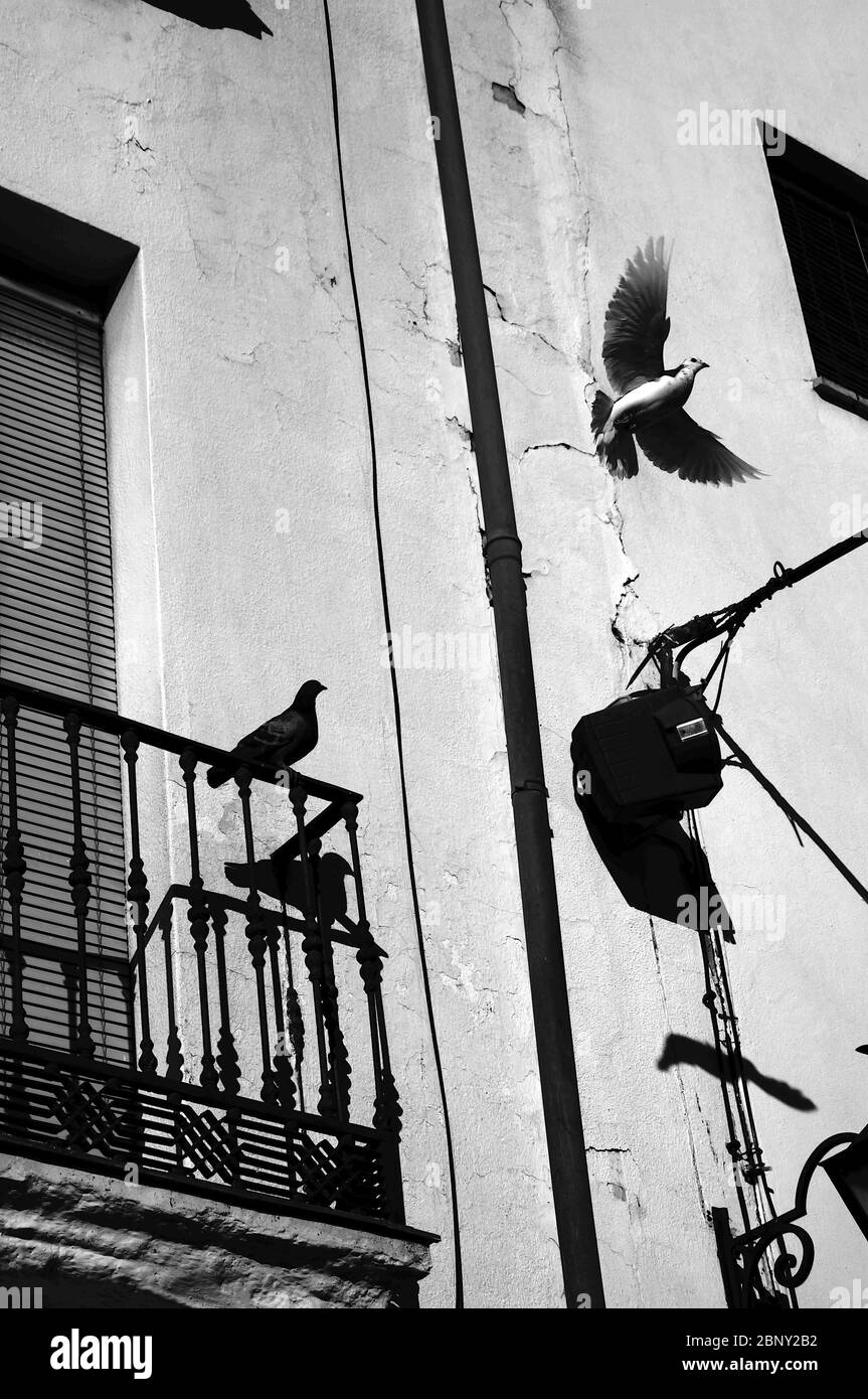 Taube Brtet Auf Balkon