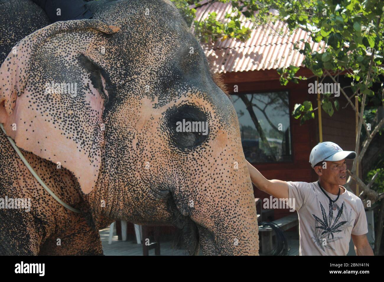 Thai Mann steht neben einem erwachsenen Elefanten. Stockfoto