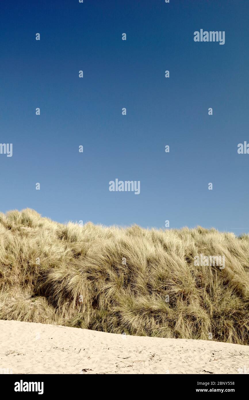 Sonniger Tag an einem Northumberland Strand mit Blick auf Marram Gras. Stockfoto