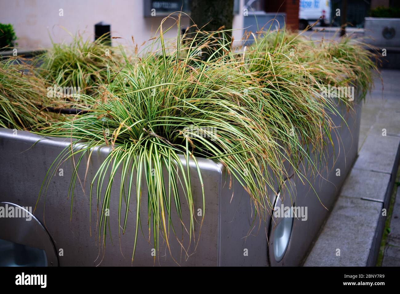 Japanische Gras Pflanze in einem großen Metallpflanzenbett Stockfoto