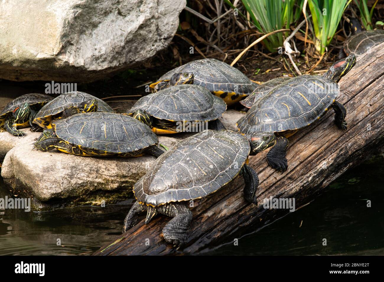 Schildkröten auf einem Log am Wasser Stockfoto