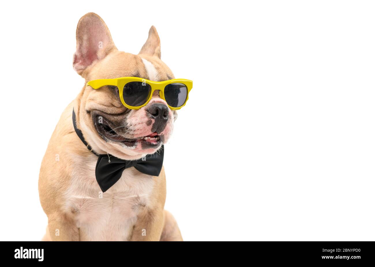 Süße braune französische Bulldogge tragen Sonnenbrille mit schwarzer Fliege  hungrig und macht Mund Wasser auf weißem Hintergrund isoliert, Haustier und  Tier Konzept Stockfotografie - Alamy